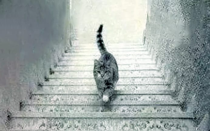Cat on the Stairs optical illusion
