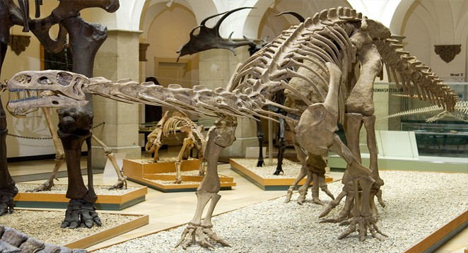 Palaeontological Museum Munich