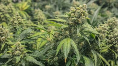 Boosting Your Weed Yields
