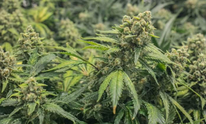 Boosting Your Weed Yields