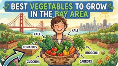 Vegetables to Grow in San Francisco
